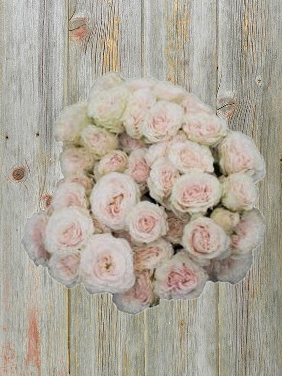 BE TRUE LIGHT PINK SPRAY ROSE
